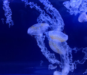 Obraz premium Fantastic Jellyfish dancing under the sea