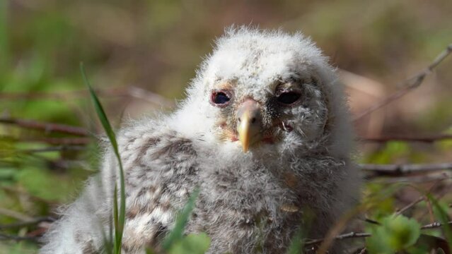 Small owlet of Ural owl on the ground