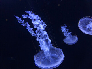Jellyfish diving down under the sea