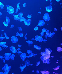 Huge swarm of jellyfish in the sea © William