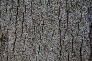 Bark texture closeup. Cracked aged surface background