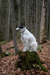 Russian wolfhound dog sitting in forest