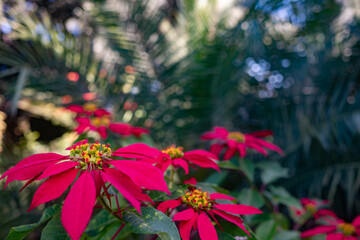Christmas star flower closeup on blurred date palm leaves background