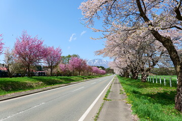 桜並木と岩手山。雫石、岩手、日本。４月下旬。
