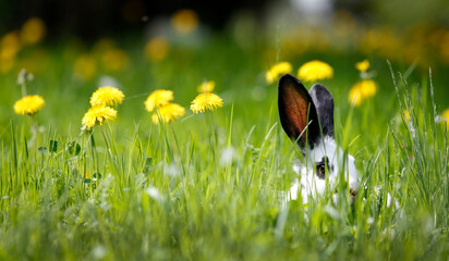 Kaninchen im grünen Gras mit Butterblumen