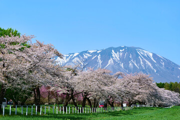 桜並木と岩手山。雫石、岩手、日本。４月下旬。