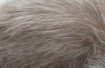 Animal fur close up. Background of gray sable and red fox or chinchilla wool, pile fur texture.