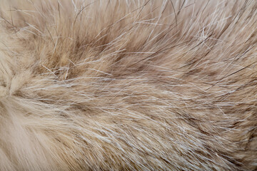 Animal fur close up. Background of gray sable and red fox or chinchilla wool, pile fur texture.