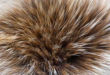 Animal fur close up. Background of gray sable and red fox or chinchilla wool, pile fur texture.