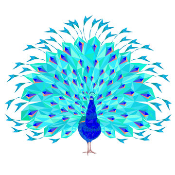 Peacock beauty tropical bird polygonal  on a white background  watercolor  vector illustration editable hand drawn