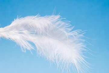 white bird feather against blue background 