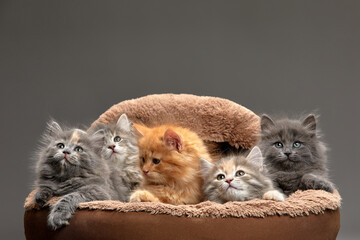 Little kittens are sitting in a cat bed, little kittens are playing in a cat bed, on a gray...
