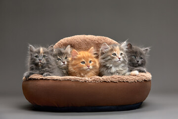 Little kittens are sitting in a cat bed, little kittens are playing in a cat bed, on a gray background. Close-up of multi-colored kittens on an ottoman for cats - obrazy, fototapety, plakaty