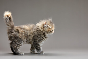 Obraz premium Cute gray fluffy kitten on a gray background, looks away copyspace, advertising banner.