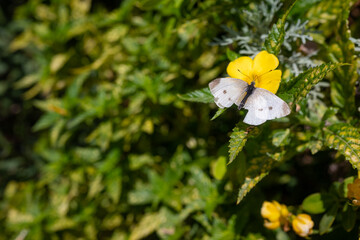 Yellow flowers of buttercup plant pollinated by large white butterfly
