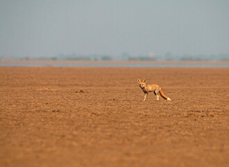 Desert Fox in wild desert