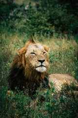 portrait of a lion
