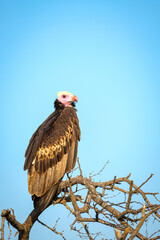 Vulture