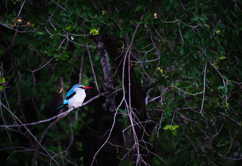 Woodlands Kingfisher