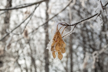 Maple seeds covered with frost on the tree