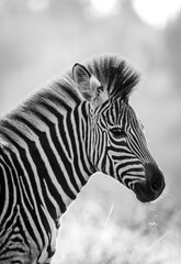 Naklejka na ściany i meble Zebra head black and white