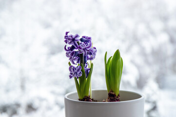Hyacinths Hyacintus orientalis growing and blooming in home in January. Flowers in bloom on home...