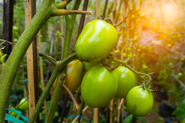 Fresh green tomatoes in the garden