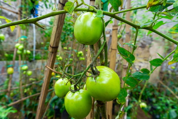 Fresh green tomatoes in the garden