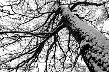 Old oak tree (quercus) covered with frozen snow on a cold winters day in Sauerland Germany. Frosted...