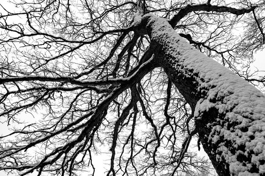 Old oak tree (quercus) covered with frozen snow on a cold winters day in Sauerland Germany. Frosted twigs misty and foggy scenery. Black and white greyscale with high contrast. Seasons greetings card.