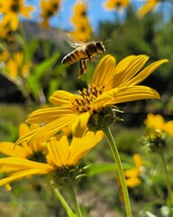 Flower photography