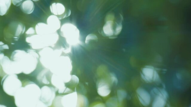 木漏れ日 Images – Browse 97,433 Stock Photos, Vectors, and 木漏れ日 Images – Browse 97,433 Stock Photos, Vectors, and