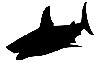 silhouette of sharks