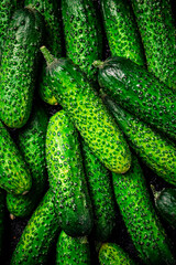 Young fresh cucumbers. Macro background. 