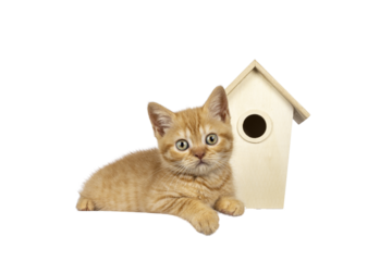 Cute little red British Shorthair cat kitten, laying side ways in front of tiny wooden bird house. Looking straight to camera. Isolated cutout on transparent background.