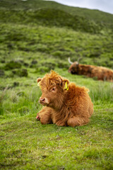 Fototapeta na wymiar Baby calf lying in the field.