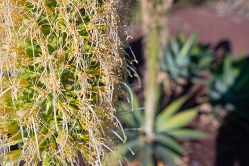 Mostly blurred closeup of white-yellow flower of fox tail agave