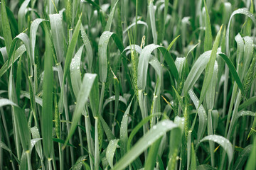 Wheat field after rain. Green wheat ears and stem in water drops close up. Agriculture. Summer in countryside, floral wallpaper. Rye crop