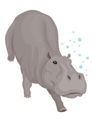 Hippo. Hippopotamus cartoon character. African animal, zoo and wildlife concept. Large gray wild creature walking on white background