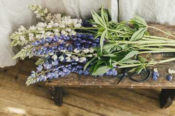 Beautiful lupine flowers in rustic room, close up. Summer vibes, simple home decor in countryside. Lupin bouquet and scissors on wooden rural chair, gathering wildflowers