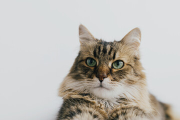Beautiful tabby cat lying on white background. Adorable portrait of siberian cat relaxing in room, isolated on white. Pet and home, adoption and veterinarian concept. Cute Maine Coon
