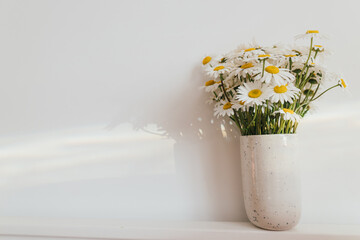Beautiful daisy flowers in sun ray on white background. Summer vibes, simple home decor. Daisy...