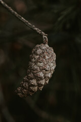 close up on a cone with a branch