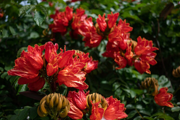 African tulip tree flower. Orange petals closeup among green leaves