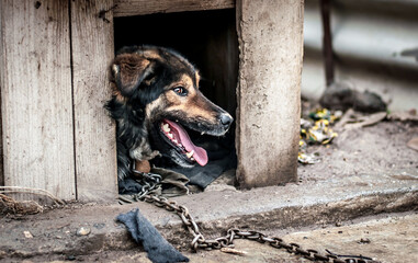 A dog on a chain guards the territory. The dog lives in captivity, suffers from inhumane treatment...