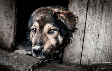 A dog on a chain guards the territory. The dog lives in captivity, suffers from inhumane treatment...