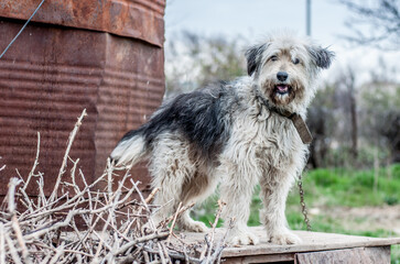 A dog on a chain guards the territory. The dog lives in captivity, suffers from inhumane treatment...