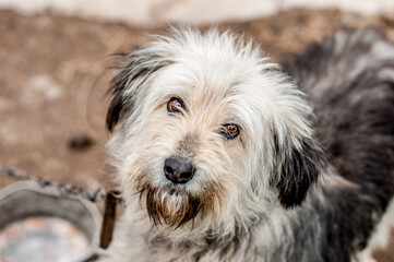 A dog on a chain guards the territory. The dog lives in captivity, suffers from inhumane treatment of animals. Animal protection.