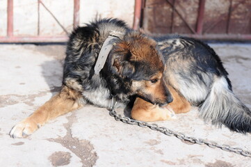A dog on a chain guards the territory. The dog lives in captivity, suffers from inhumane treatment...