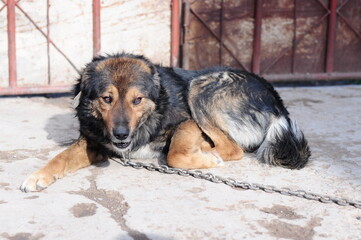 A dog on a chain guards the territory. The dog lives in captivity, suffers from inhumane treatment...